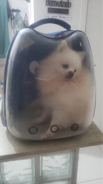 Mochila Pet Transparente para Cães e Gatos - Foto 2