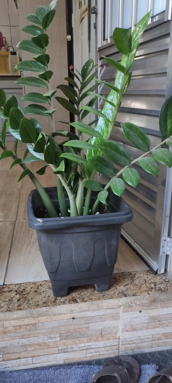Planta vaso zamioculca