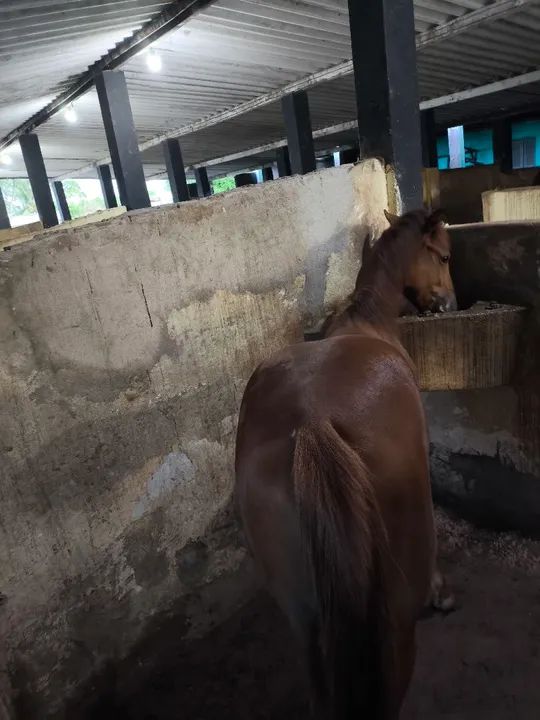 Poltro quarto de milha , - Foto 2