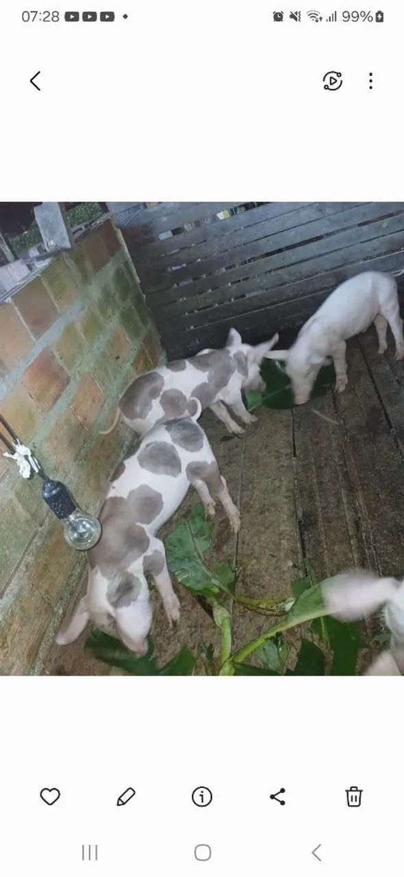 Leitões de qualidade (pietrax duroc) com 2 meses de idade. Valor 300,00