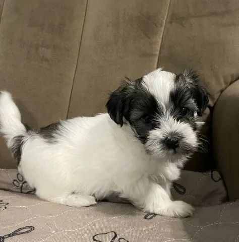 Lhasa Apso Pequeno com estrutura equilibrada e linhagem premium