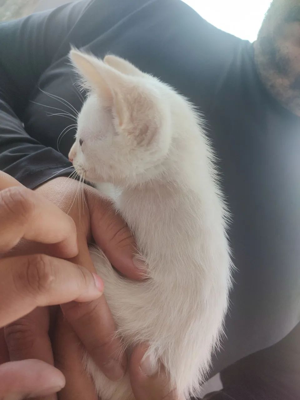 Gatinho branco macho de olho azul - Foto 2