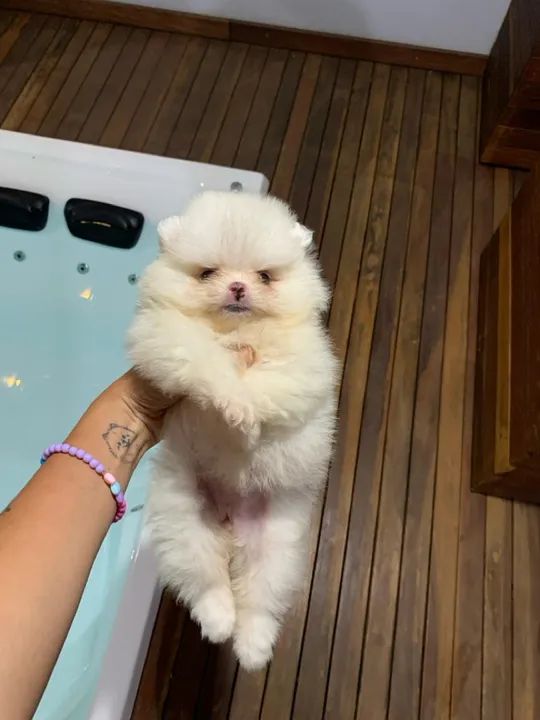 Lulu da pomerania branquinha - super carinhosa   - Foto 2