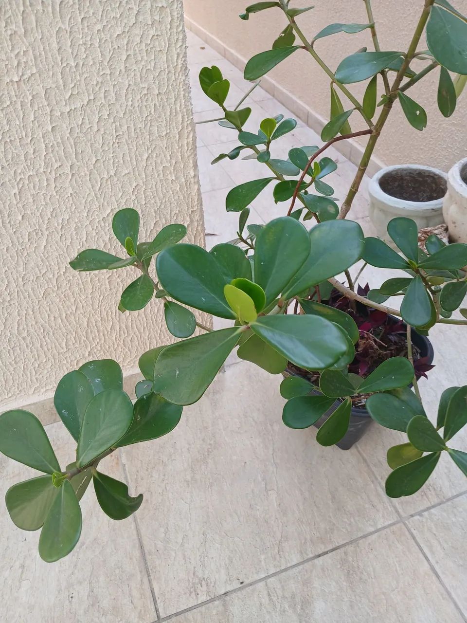 Clúsia - Foto 3