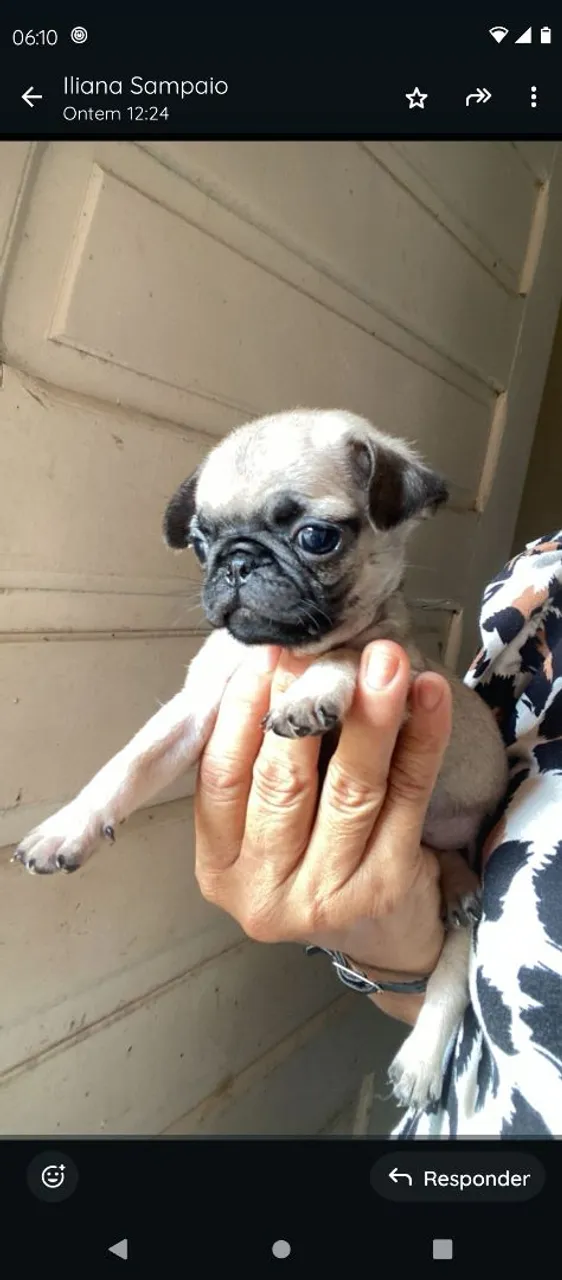 Vendo lindos filhotinhos de pug