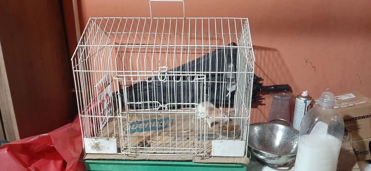 Doaçe rato de laboratório, ler descrição!!!