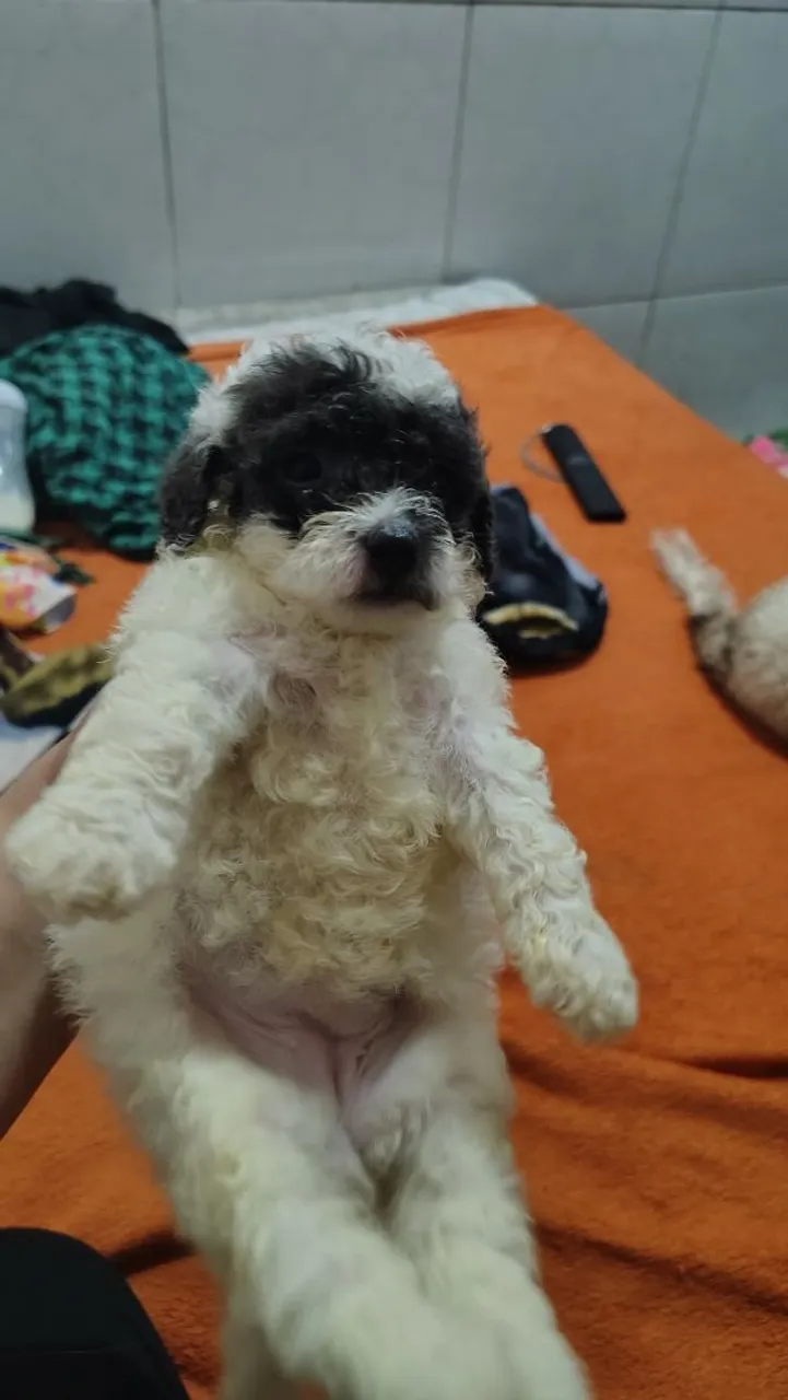 Filhote de Poodle Miniatura