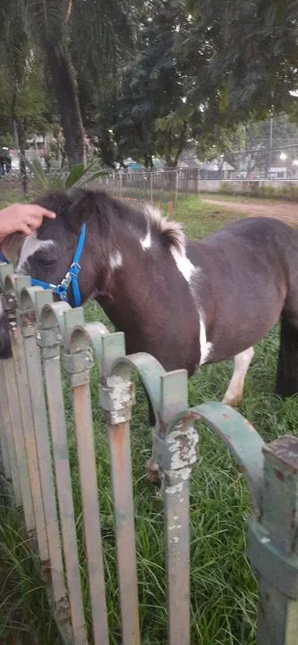 Vendo pônei pra negociar  - Foto 2