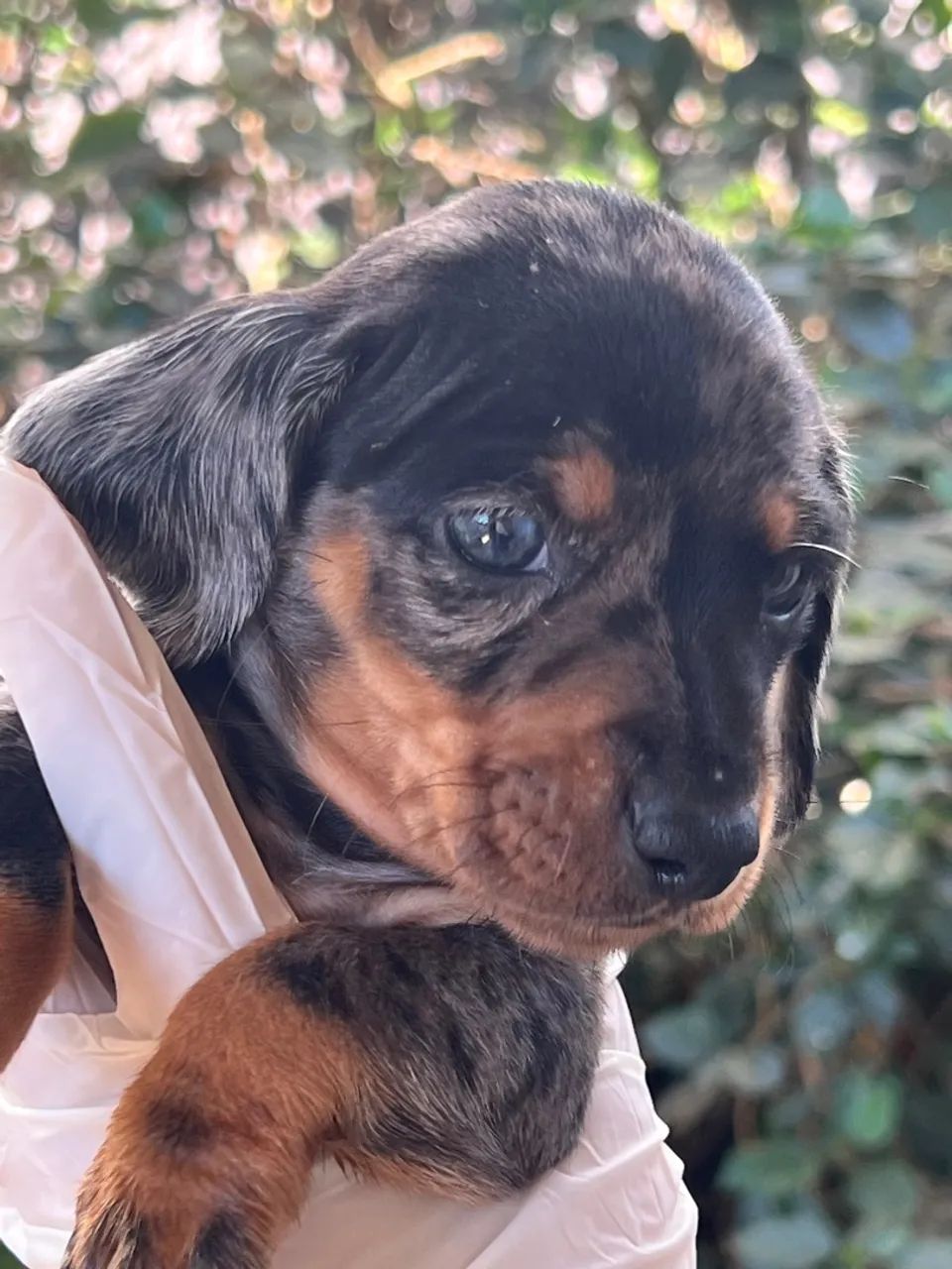 Basset (Teckel) dachshund 