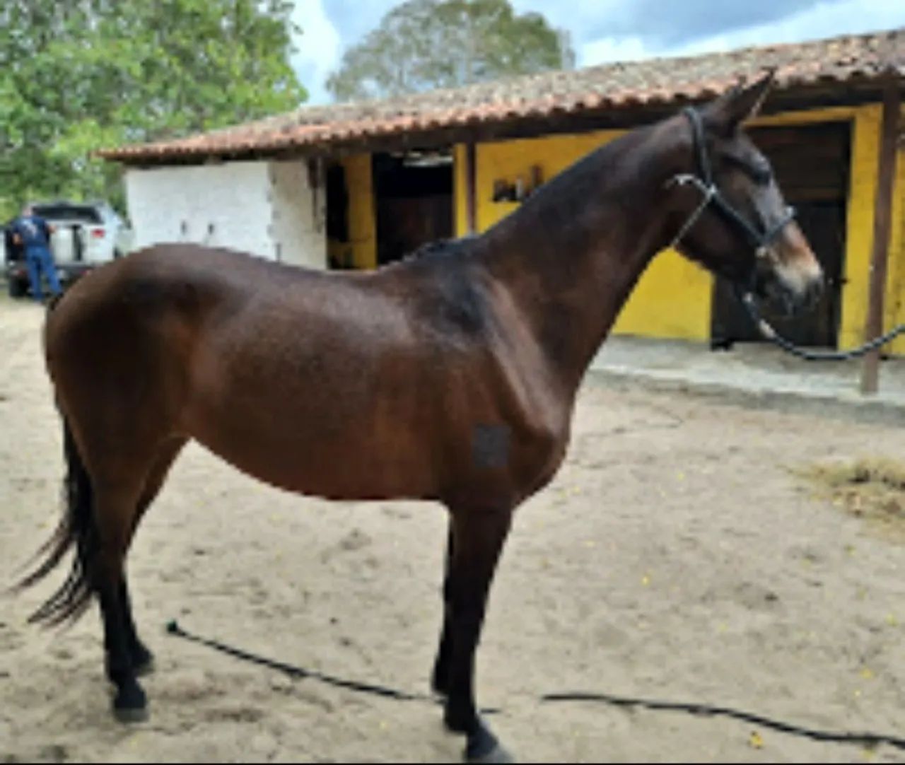 Égua  Mangalarga Marchador Registrada  - Foto 4