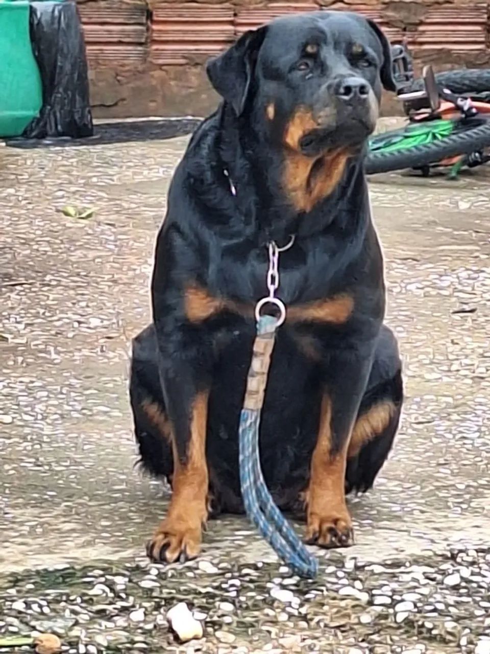 Rottweiler filhotes - Foto 5