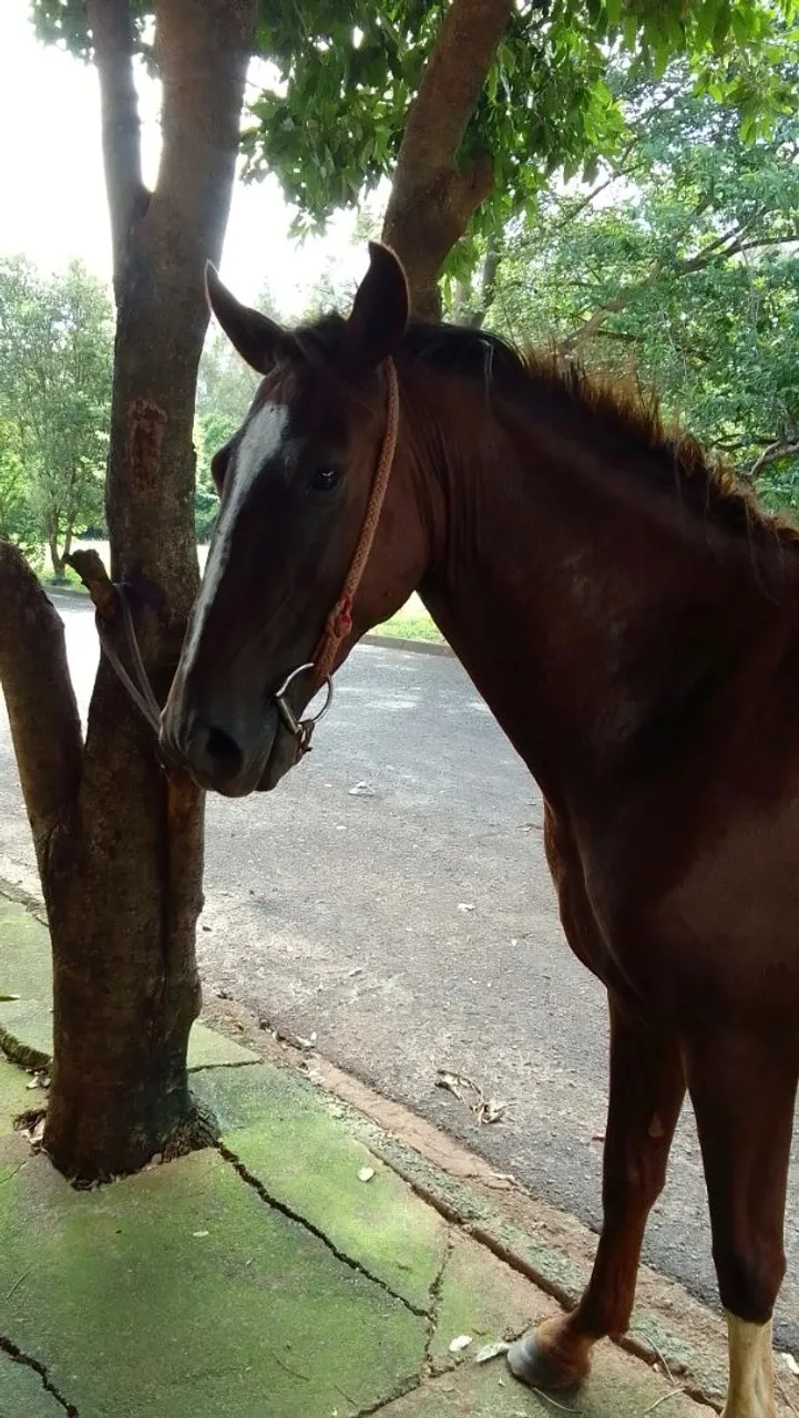 Cavalo para venda