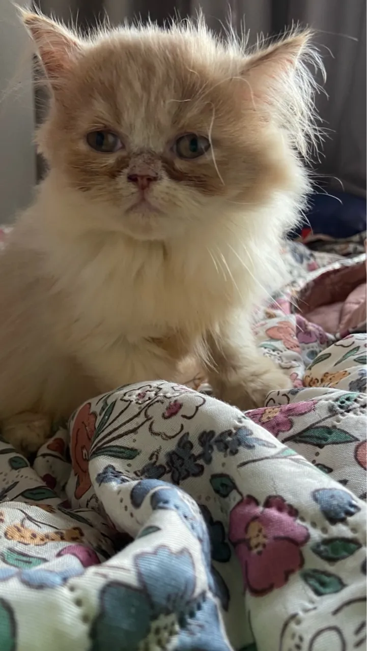 Filhote de Gato Persa