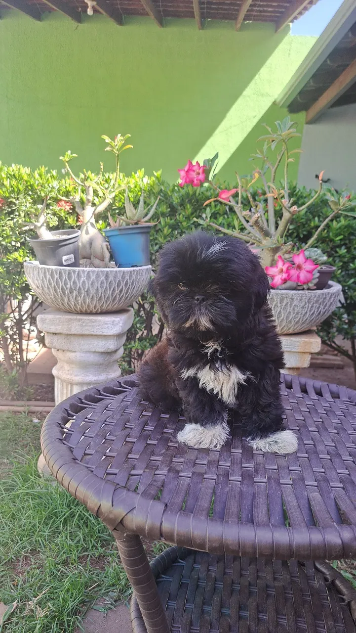 Venda de filhotes shih tzu