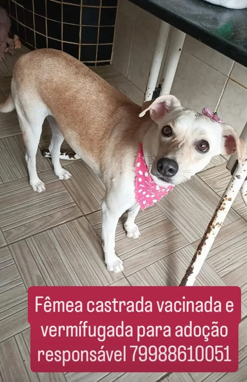 Linda cadela para adoção responsável