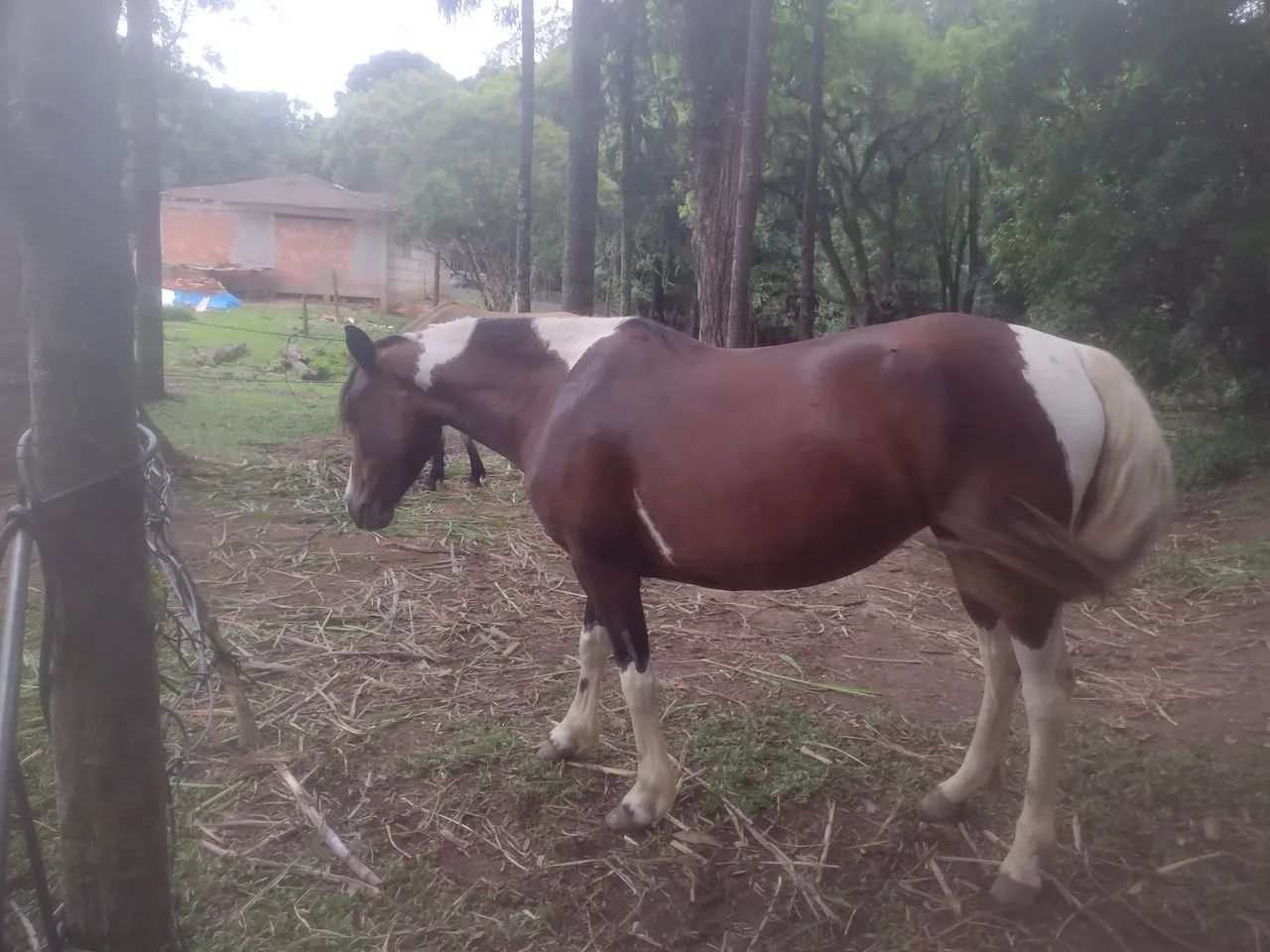 Égua Pampa, lindo e dócil - Foto 4
