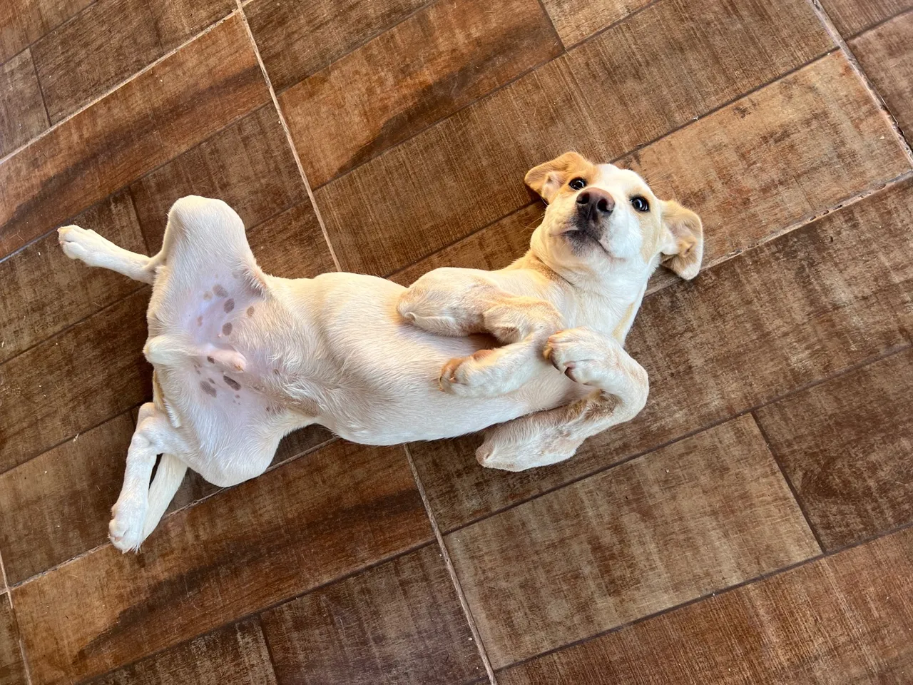 Doação cachorro