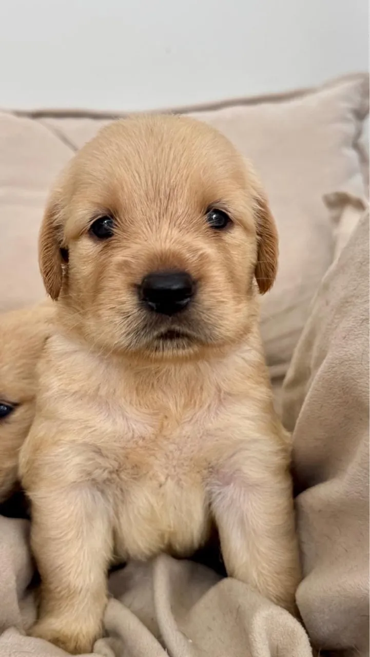 Filhotes de Golden Retriever