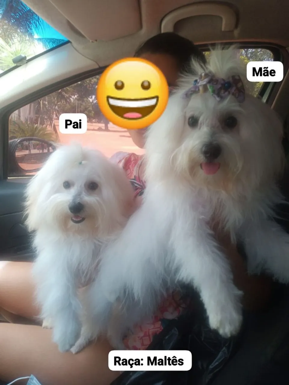 Filhotes de Maltês disponíveis!