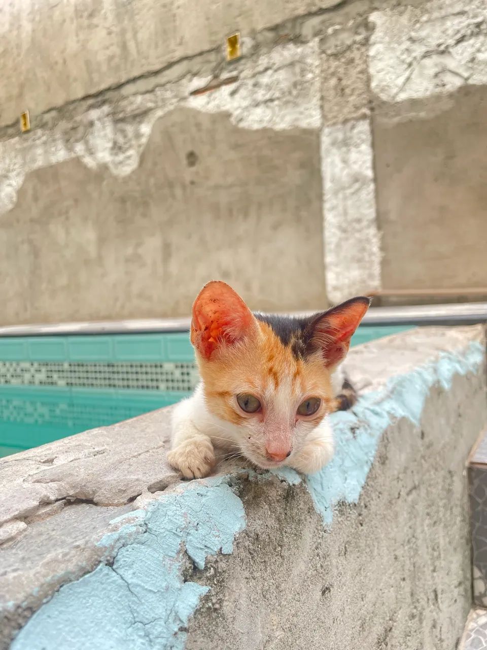 Gatos para doação  - Foto 3