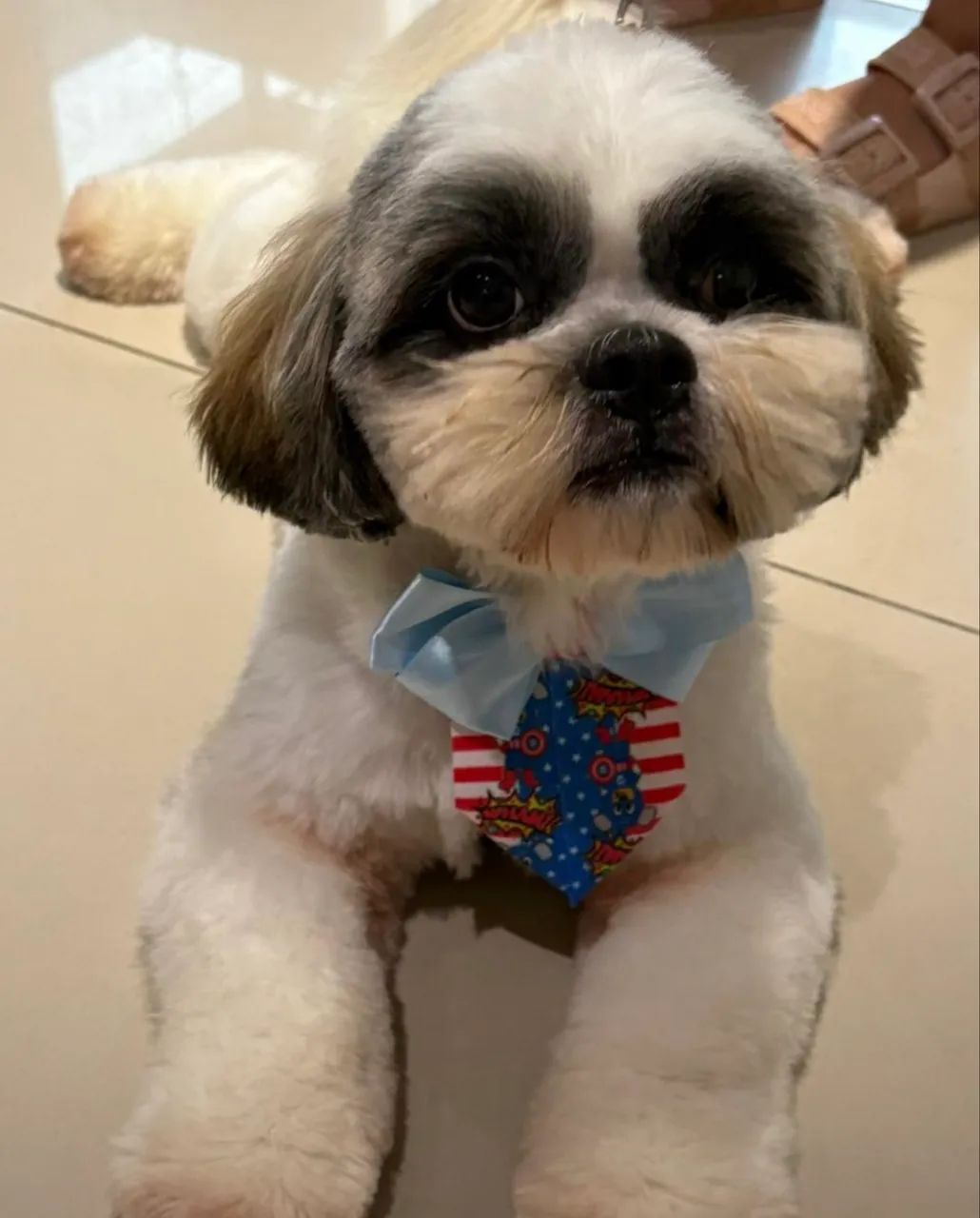 Procura-se namorada para shitzu - Foto 2