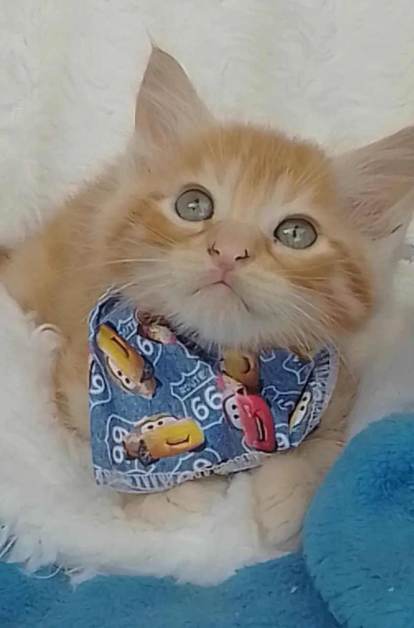 Gato laranja com 2meses