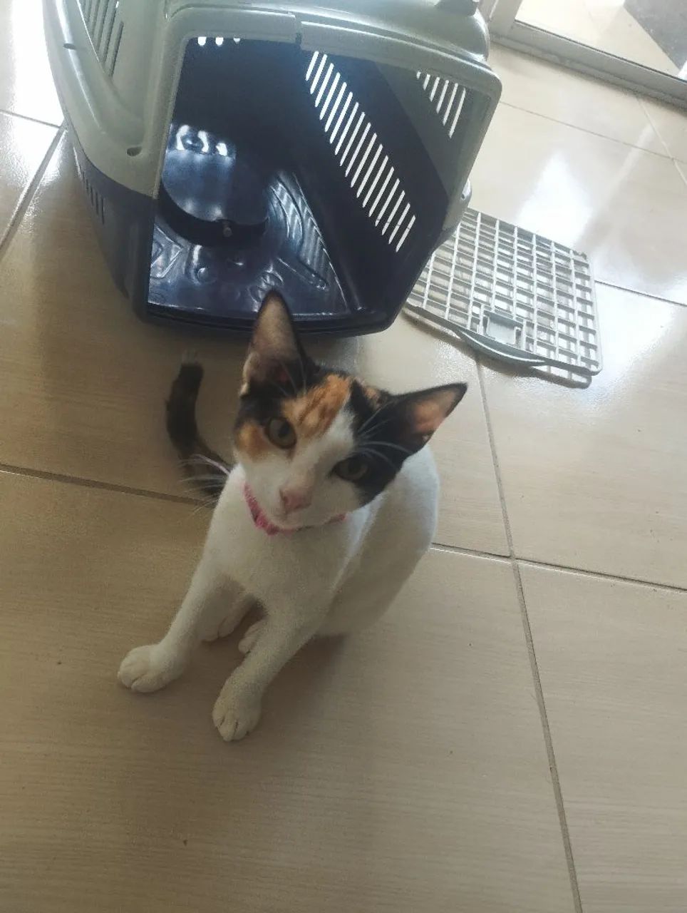 Gatinhas para Adoção - Foto 5