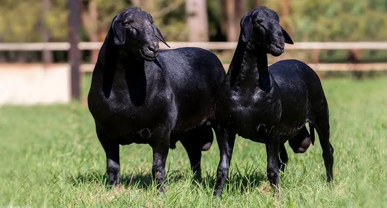 Compro e vendo Carneiro Vivo