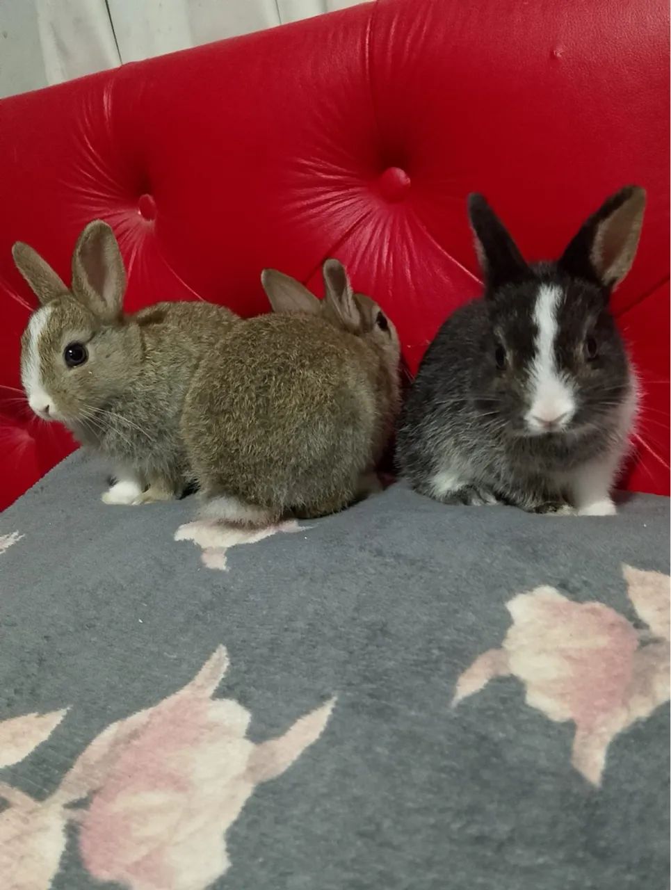 Mini netherland coelhinho - Foto 3