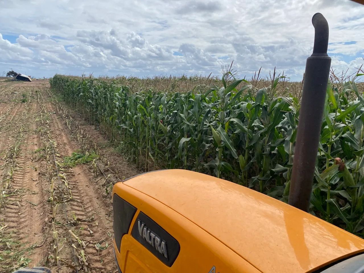 Silagem de Milho - 100% dos Grãos - saco 25kg - Foto 2