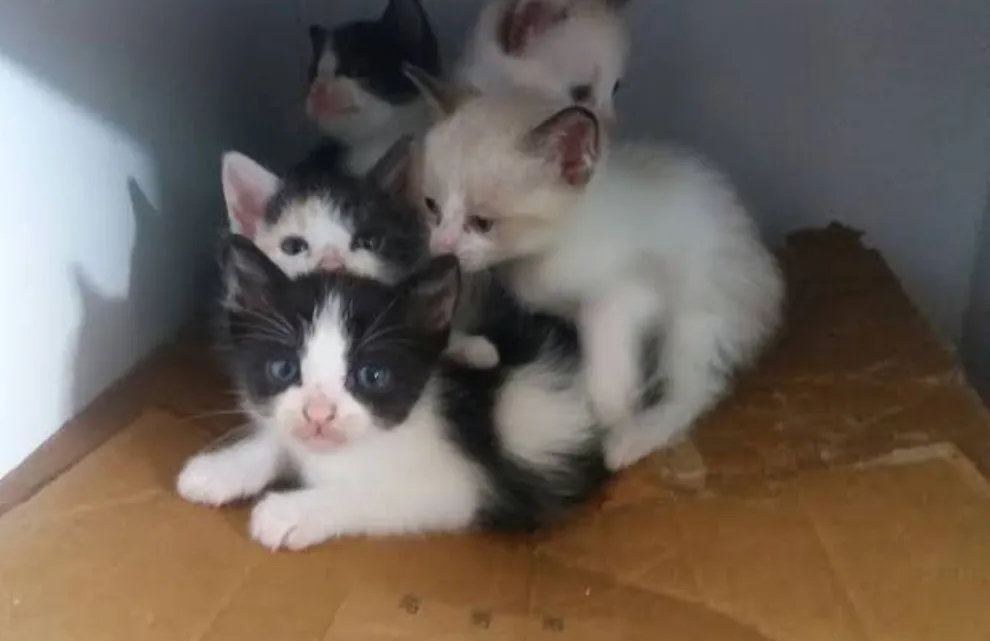 Gatinhos fofos para adoção contato: + *