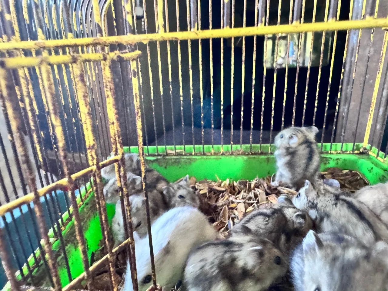 Hamster anao russo - Foto 2