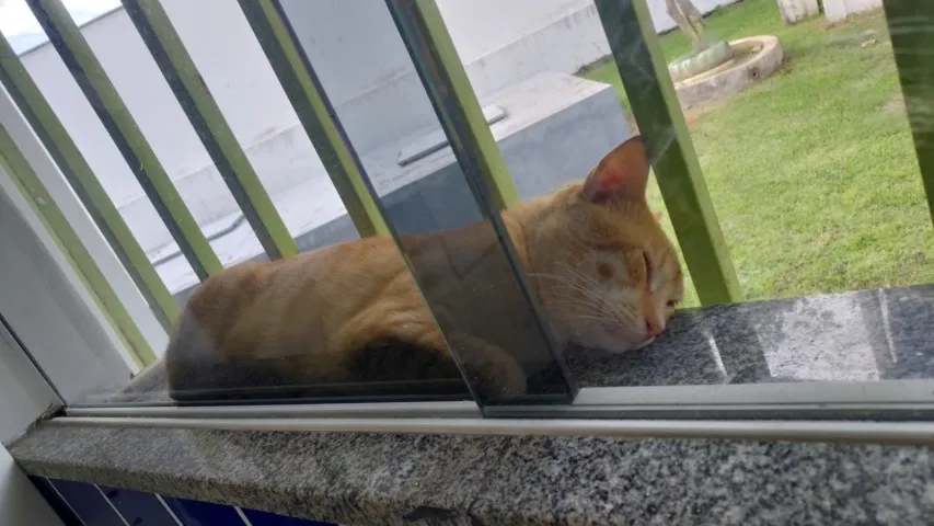 Doação de gato castrado