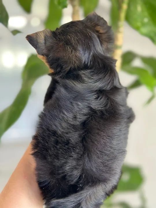 Yorkshire Terrier Macho Liberado!! Garanta já o seu. - Foto 3