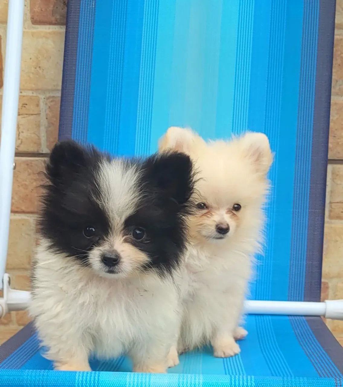 Spitz alemão lulu da pomerânia macho