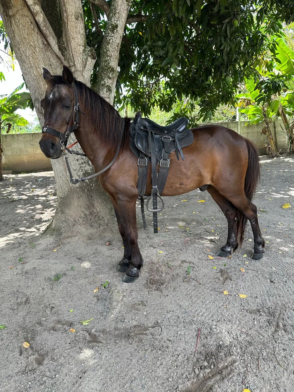 Ponei com sela e tudo  - Foto 2