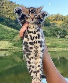 Bebês Bengal  
