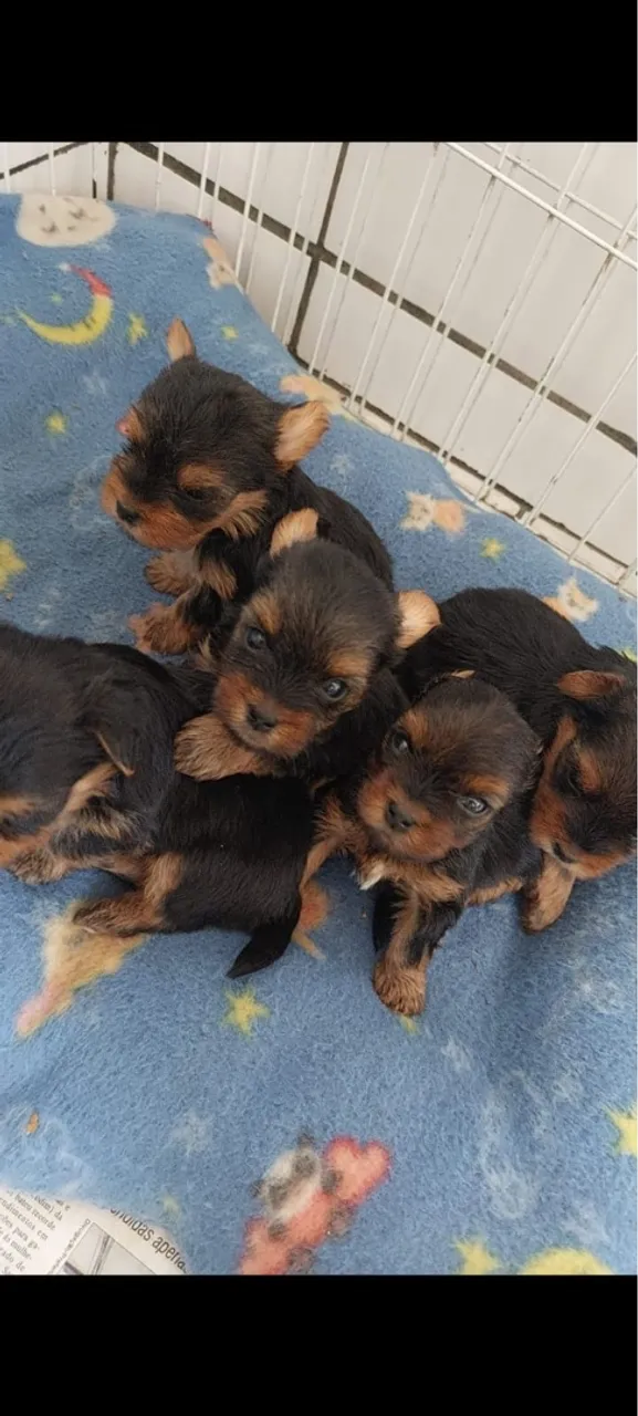 Filhotes de Yorkshire Terrier - Raça pura - Suporte Vet - Garantias de saúde