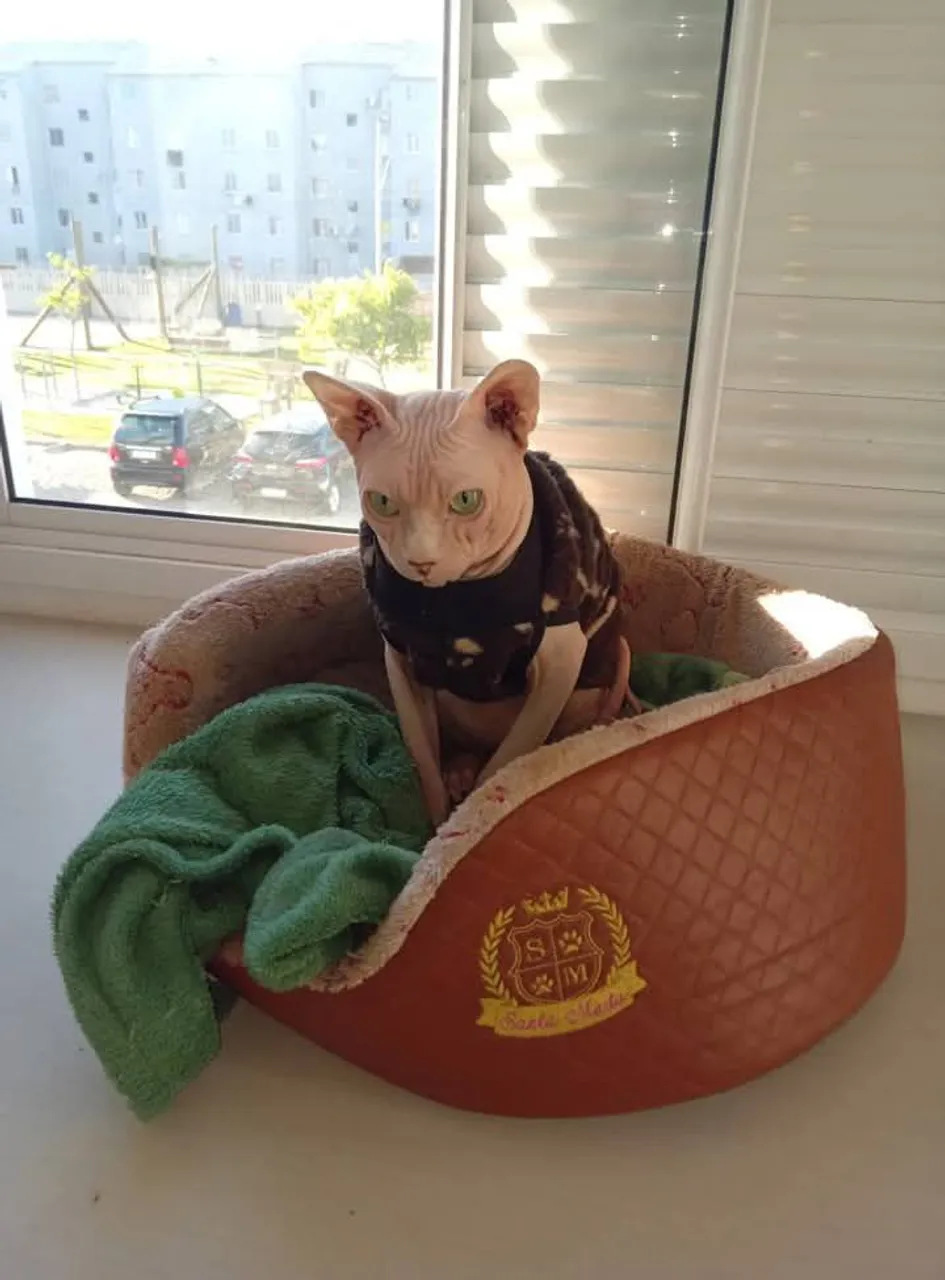 Pet sitter