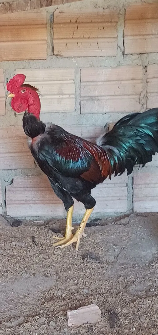 Galo Ornamenta