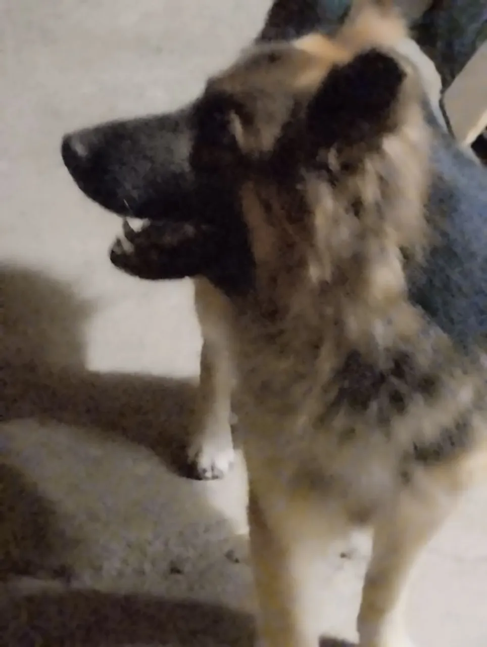 Cachorro Pastor Alemão para adoção