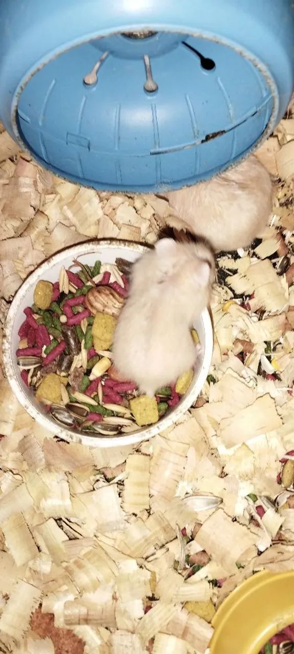 Hamster Anão Russo 64276688955394125