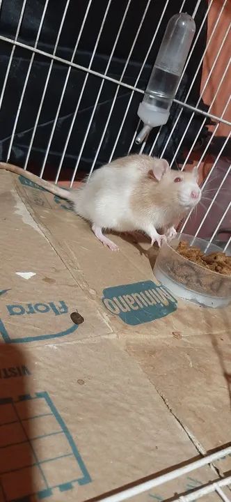 Doaçe rato de laboratório, ler descrição!!! - Foto 2