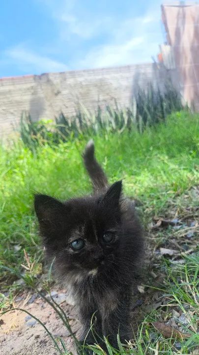 Persa mestiço (British long hair) - Foto 3