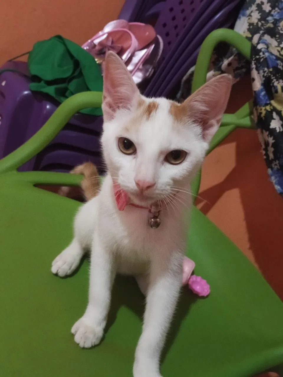 Gatinha branca e charmosa para adoção!