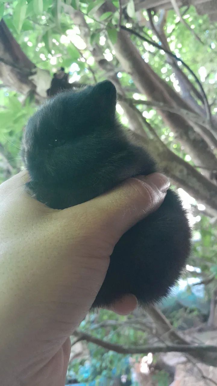 Anão netherland  - Foto 2