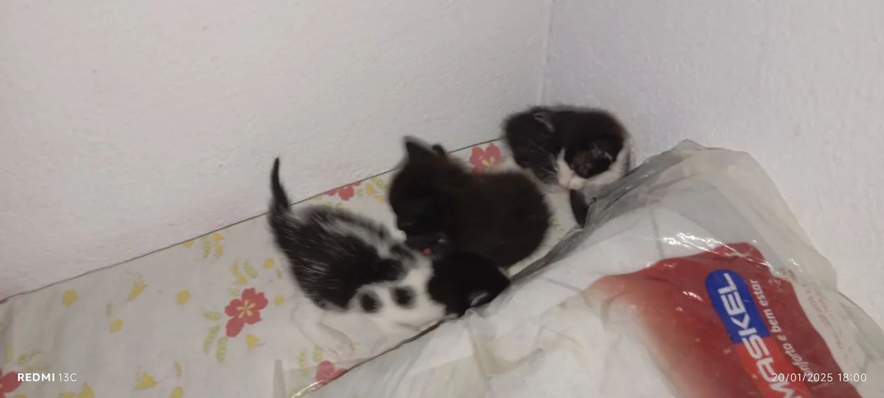 Doação 3 gatos filhotes - Foto 2