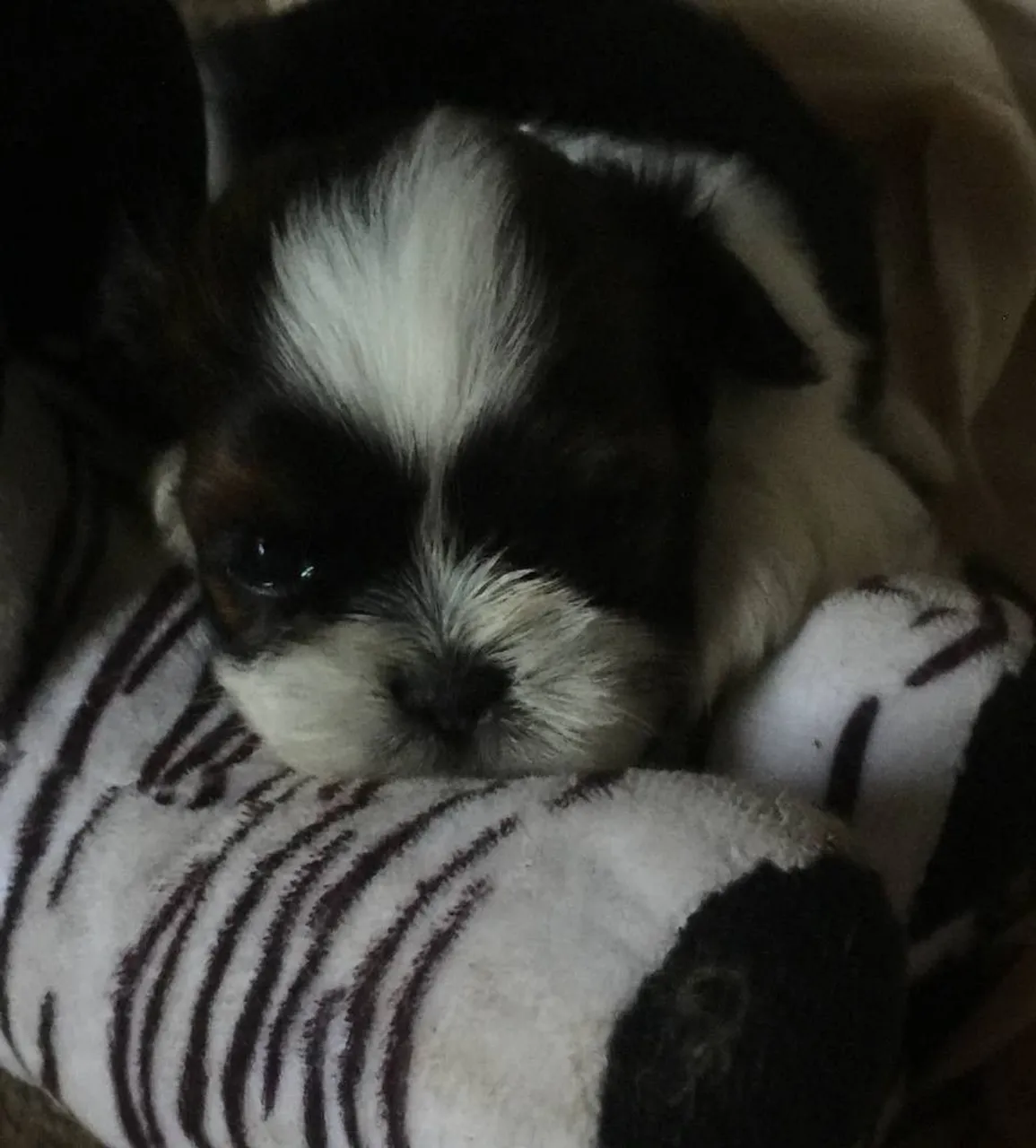 Filhote shih Tzu macho .