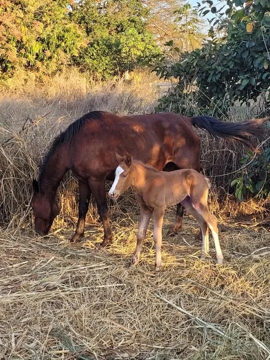 Vendo Egua Quarto de Milha