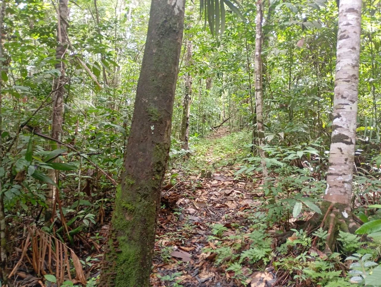 TERRENO COM IGARAPÉ EM BUJARU - Foto 5